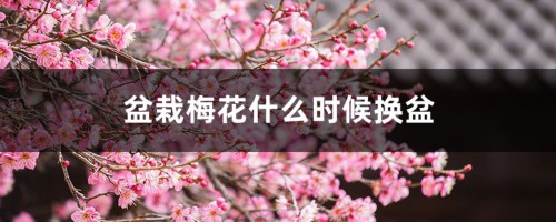 盆栽梅花什么时候换盆