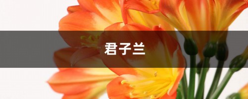 “君子兰”土壤换成“它”，年年开红花，叶子绿得直冒油！