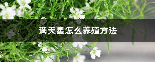 满天星怎么养殖方法